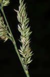 Reed canarygrass